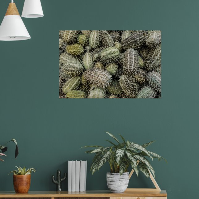 Poster Planta tropical de pepino selvagem africano (Sala de Estar 1)
