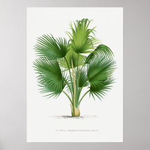 Poster Planta tropical,Ilustração vegetal ポ arte de colhe