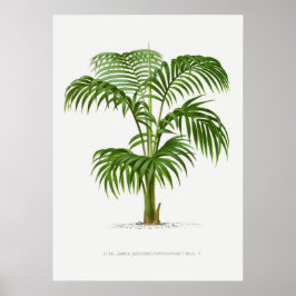 Poster Planta tropical,Ilustração vegetal ポ arte de colhe