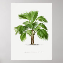 Poster Planta tropical,Ilustração vegetal ポ arte de colhe