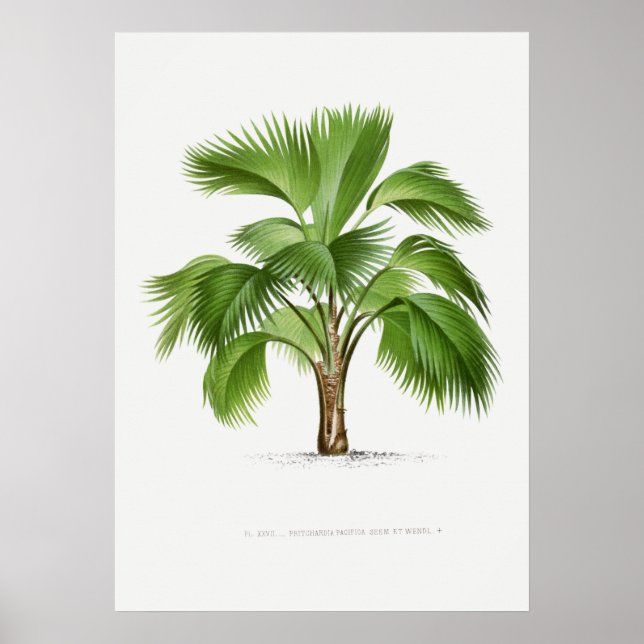Poster Planta tropical,Ilustração vegetal ポ arte de colhe (Frente)