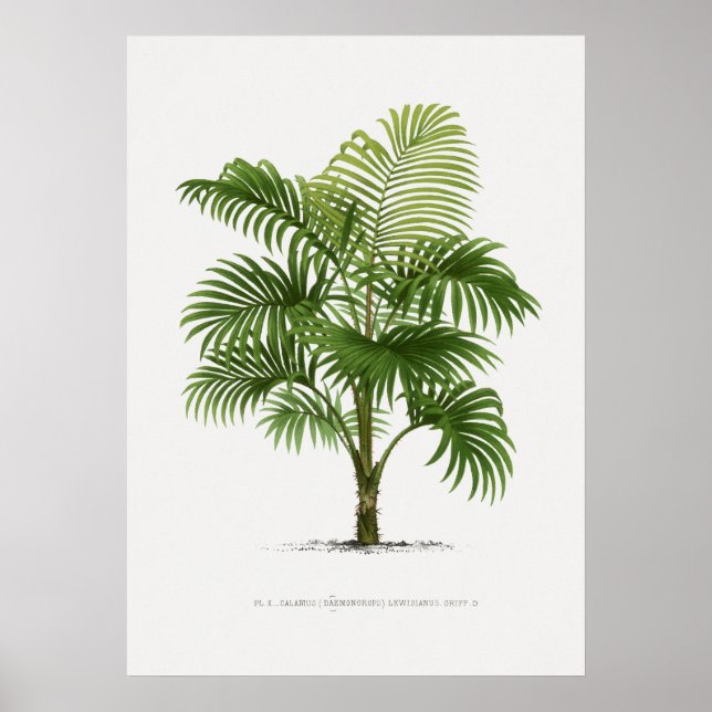 Poster Planta tropical,Ilustração vegetal ポ arte de colhe (Frente)