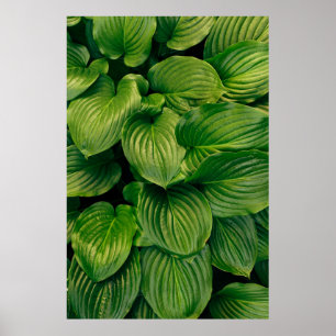 Poster Planta verde