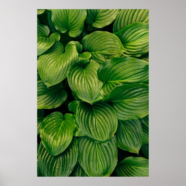 Poster Planta verde (Frente)