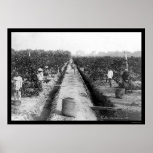Póster Plantação de café 1898 de Singapore