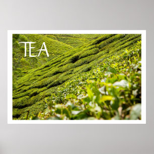 Póster Plantação de chá