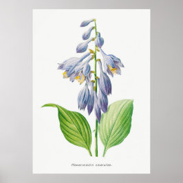Poster Plantain Lily Hosta Flower Botanage