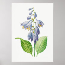 Plantain Lily Hosta Flower Botanage