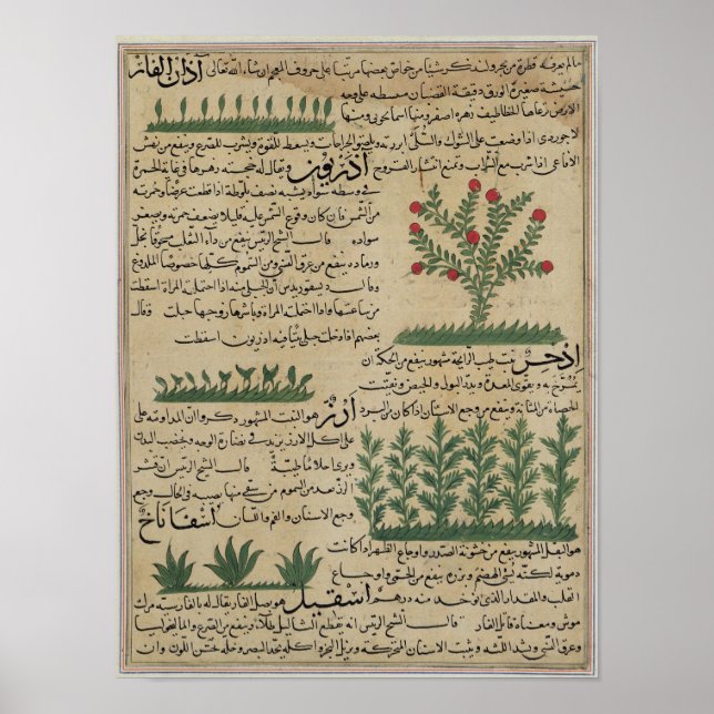 Póster Plantas botânicas, ilustração de "O (Frente)