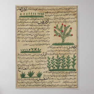 Póster Plantas botânicas, ilustração 'do