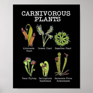 Poster Plantas Carnívoras Espécie Saracenia Venus Flytrap
