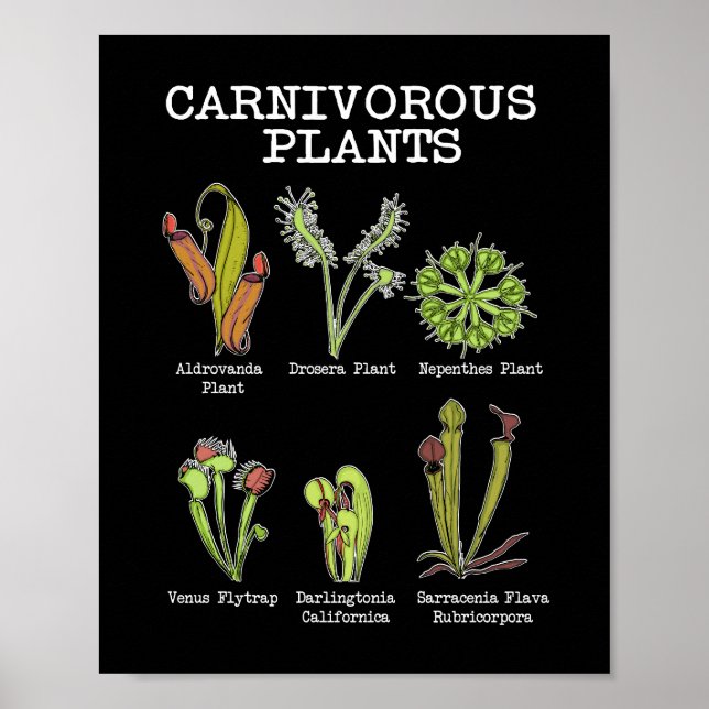 Poster Plantas Carnívoras Espécie Saracenia Venus Flytrap (Frente)