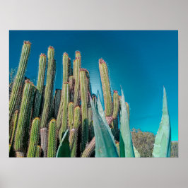 Poster Plantas De Cactus No Deserto De África, Em Pera Rá