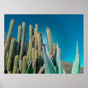 Poster Plantas De Cactus No Deserto De África, Em Pera Rá