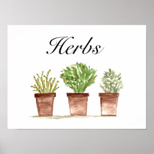 Poster Plantas De Coloração Aquosa Thyme Rosemary Parsley
