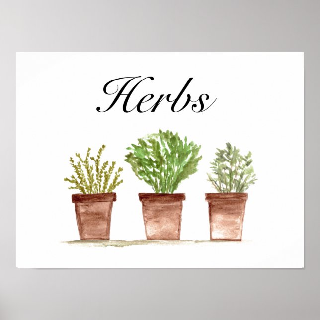 Poster Plantas De Coloração Aquosa Thyme Rosemary Parsley (Frente)