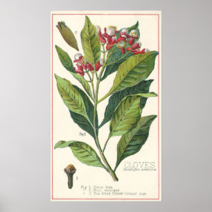 Póster Plantas De Comida Vintage