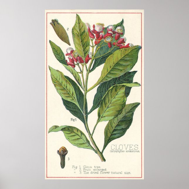 Póster Plantas De Comida Vintage (Frente)