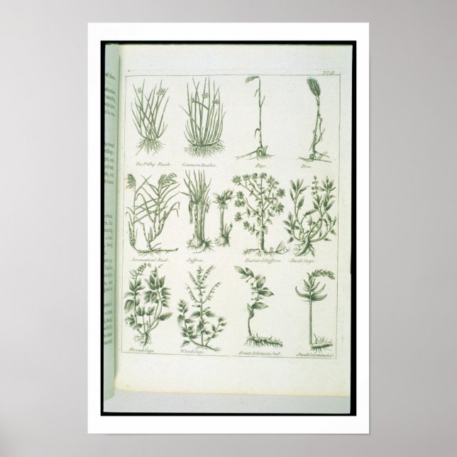 Poster Plantas de Culpeper's English Physicie and Comp (Frente)