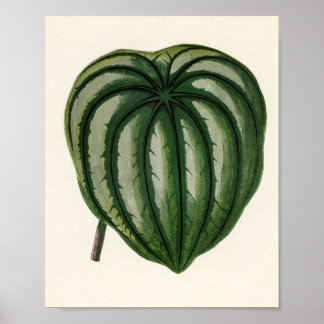 Poster Plantas de jardineiro