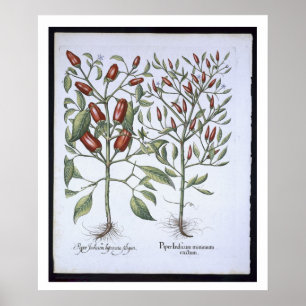 Poster Plantas de Pimenta Chili, do Hortus Eystettensi
