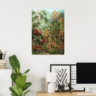 Póster Plantas de Vintage Moss por Ernst Haeckel, Muscina