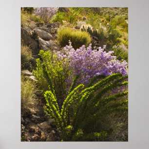 Poster Plantas do deserto de Chihuahuan em floração