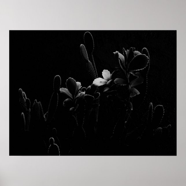 Poster Plantas do Deserto em Preto e Branco (Frente)