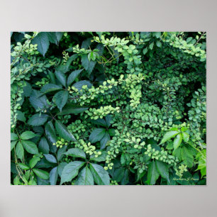 Poster plantas do jardim de Ken