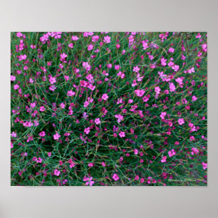 Poster plantas do jardim de Ken