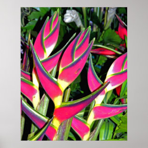 Poster Plantas exóticas (1)