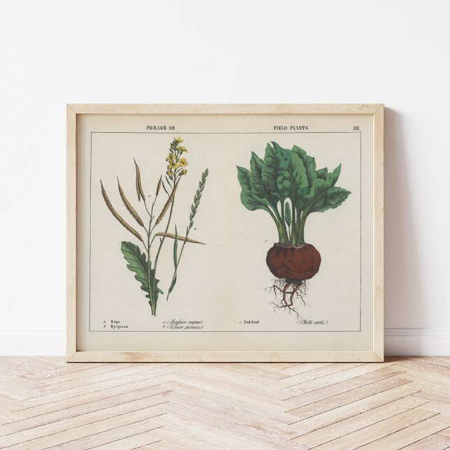 Poster Plantas forrageiras ou de campo | Charlotte Mary Y (Criador carregado)