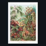 Poster Plantas Jardineiras<br><div class="desc">Muscinae-Laubmoose A. Giltsch,  joia de Kunstformen der Nature (1904),  por Ernst Haeckel.</div>
