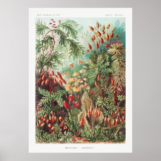 Poster Plantas Jardineiras