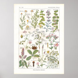 Póster Plantas Medicinais Estimulantes Digestivos em Fran