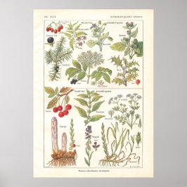 Poster Plantas Medicinais Herdam Diuréticos em Francês