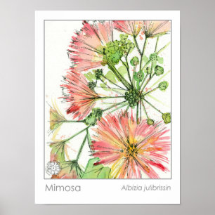 Poster Plantas Mimosa Flores Rosa Herbáceas