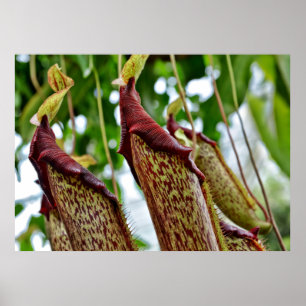 Póster plantas Nepenthes