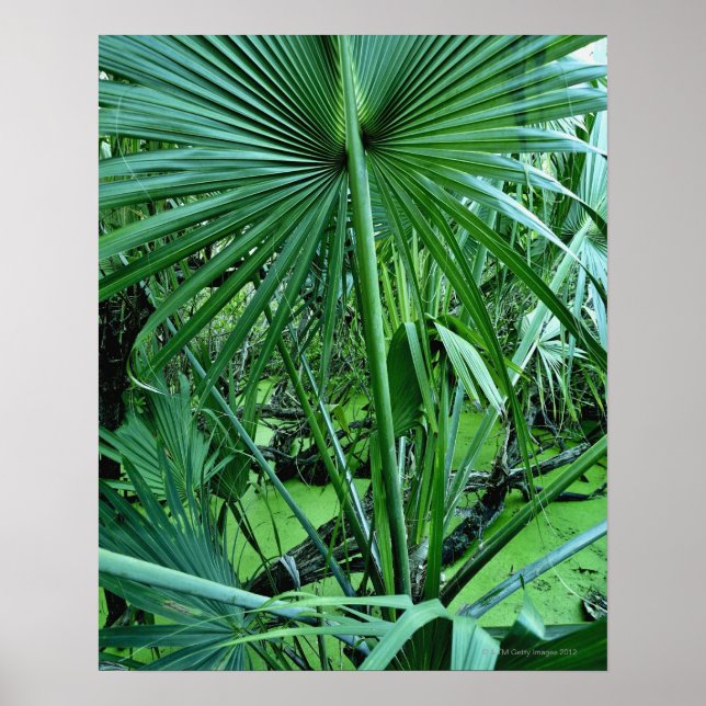 Póster Plantas tropicais em lagoa salgada (Frente)