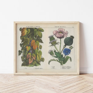 Poster Plantas úteis   Charlotte Mary Yonge