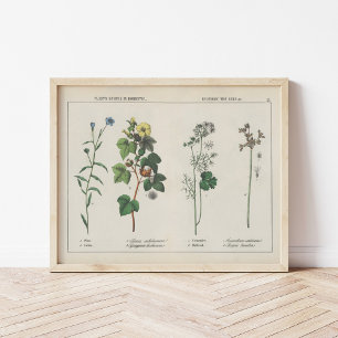Poster Plantas úteis   Charlotte Mary Yonge