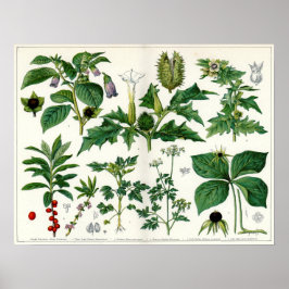 Poster Plantas venenosas