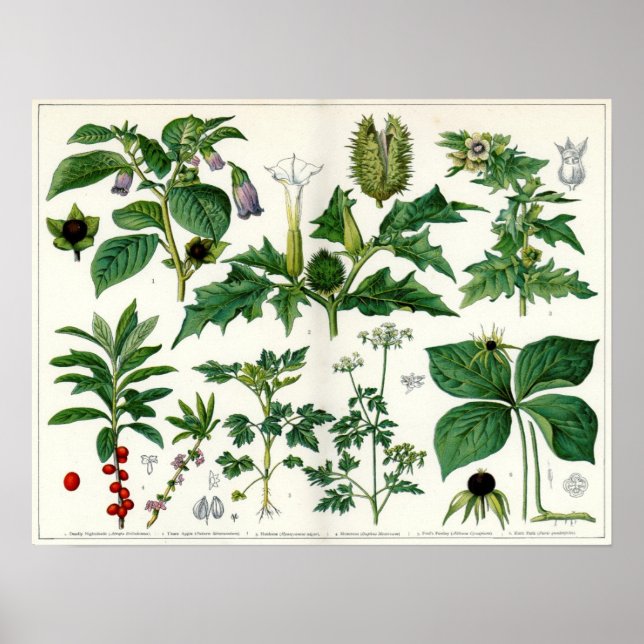 Poster Plantas venenosas (Frente)