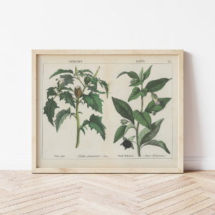 Poster Plantas venenosas   Charlotte Mary Yonge