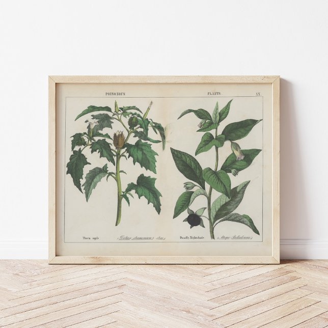 Poster Plantas venenosas | Charlotte Mary Yonge (Criador carregado)