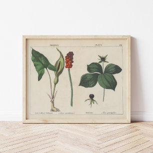 Poster Plantas venenosas   Charlotte Mary Yonge