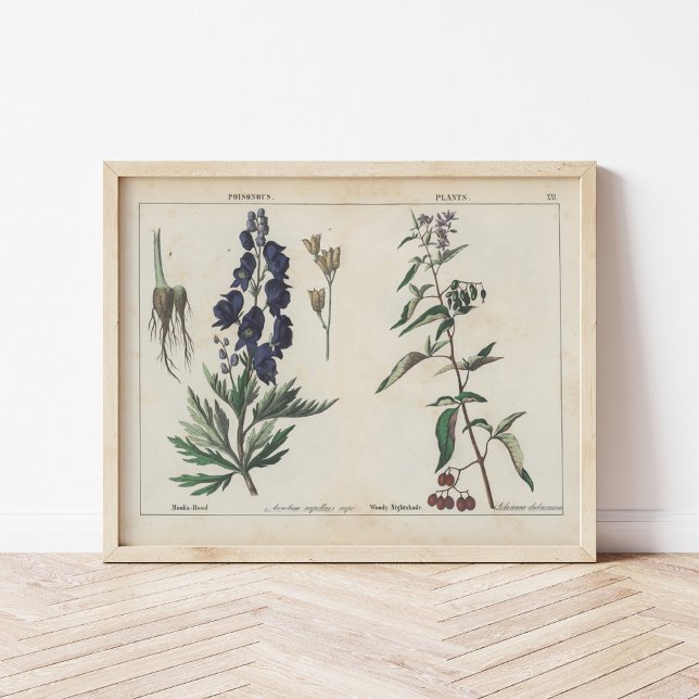 Poster Plantas venenosas | Charlotte Mary Yonge (Criador carregado)