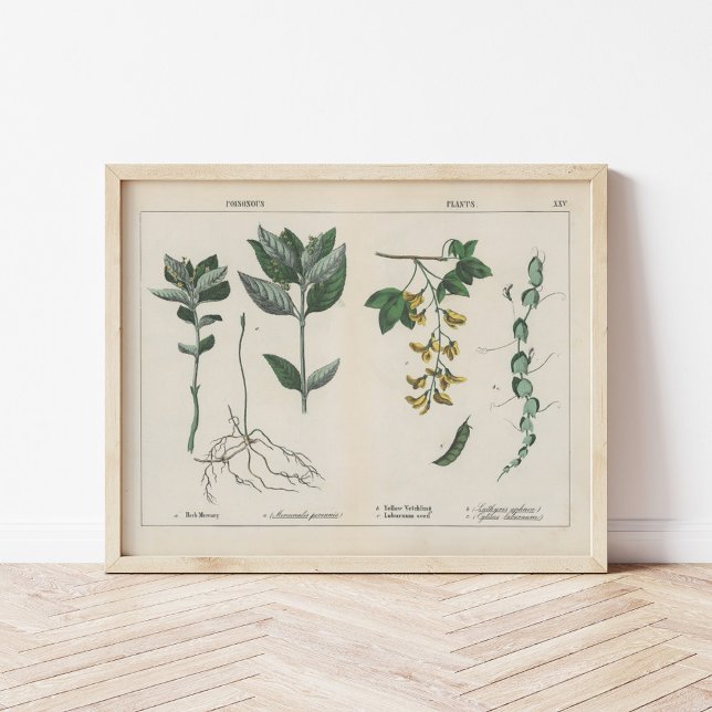 Poster Plantas venenosas | Charlotte Mary Yonge (Criador carregado)