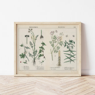 Poster Plantas venenosas   Charlotte Mary Yonge