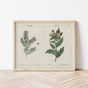 Poster Plantas venenosas   Charlotte Mary Yonge